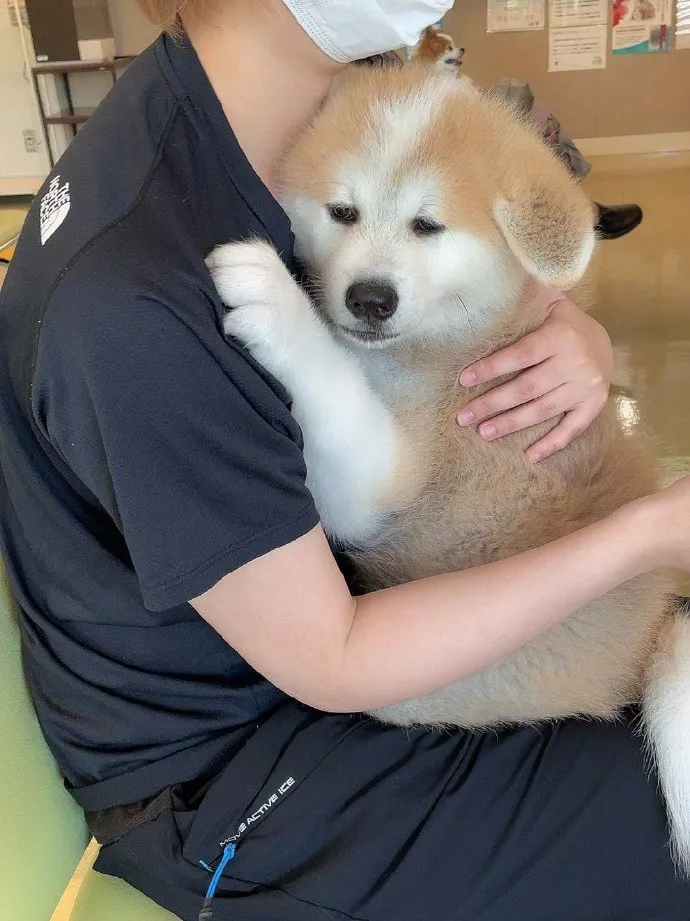 图片