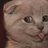 猫叔Mack